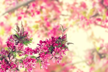 Fototapeta premium Blooming cherry flowers for background