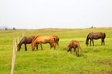 Naklejka na ściany i meble herds of horses grazing in the WuLanBuTong grassland, China