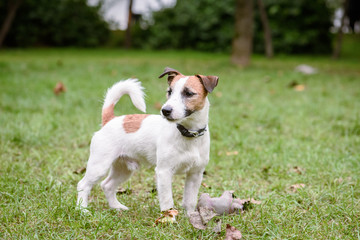 Cute and sad puppy of Jack Russell Terrier dog at autumn lawn in park