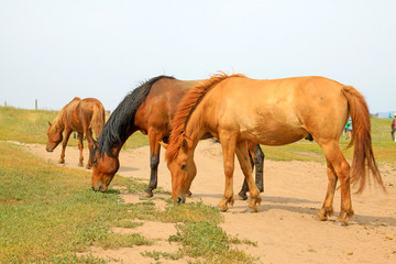 Obraz premium herds of horses grazing in the WuLanBuTong grassland, China