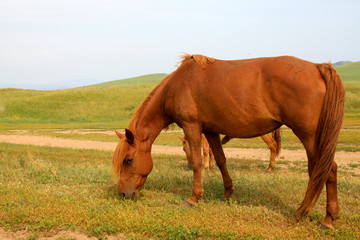 Fototapeta premium herds of horses grazing in the WuLanBuTong grassland, China