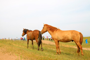 Obraz premium herds of horses grazing in the WuLanBuTong grassland, China