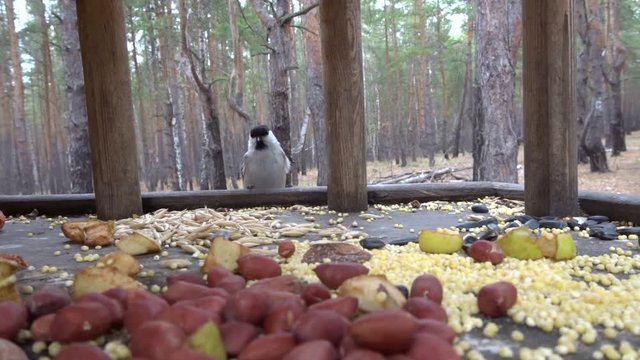 Feeder for birds - fast flying and feeding (Parus ater) and nuthatch tit (Sitta europaea).