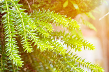 Huperzia squarrosa ferns in the garden with sunshine.