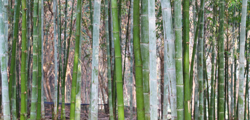 Bamboo trees in the forest as natural background. 