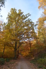 Fototapeta premium Weg führt in den leuchtend bunten Herbstwald