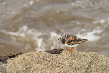 Ruddy turnstone (Arenaria interpres) camouflaged by rocks, foraging, Musselburgh, United Kingdom