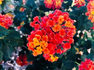 Colorful blooming Arizona desert flower plant