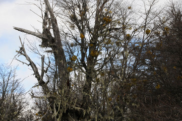Bariloche - Argentina