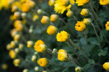 Chrysanthemums