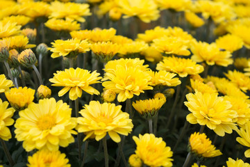 Chrysanthemums