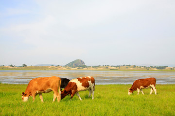 Fototapeta na wymiar herds cattle in the WuLanBuTong grassland, China