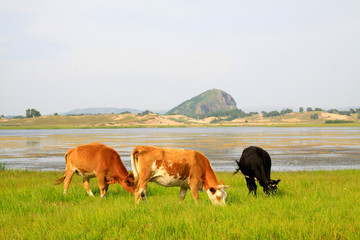 Fototapeta premium herds cattle in the WuLanBuTong grassland, China