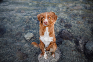 the dog is standing in the water. Redhead pet on the lake. Nova Scotia Duck Tolling Retriever, Toller