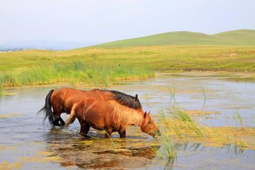 horses in the water in the WuLanBuTong grassland, China