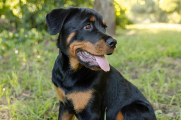 Close up of puppy Rottweiler sitting on green grass in a park