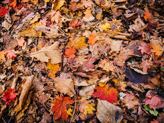 Autumn leaves closeup view - natural background.