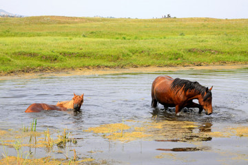 horses in the water in the WuLanBuTong grassland, China