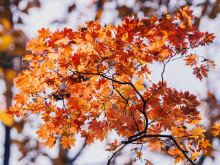 Autumn in forest - maple leaves in sunlight.