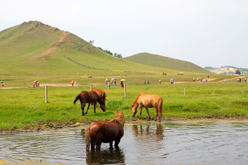 horses in the water in the WuLanBuTong grassland, China