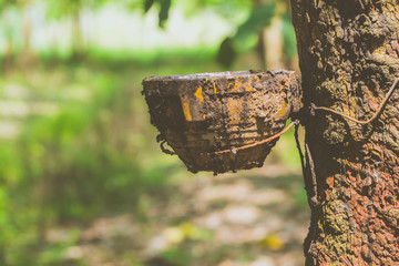 Latex rubber extracted of rubber tree. Latex rubber flow into a bowl in farm.