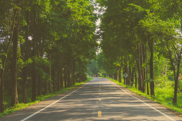 Fototapeta premium Road to deep forest to travel and adventure on holiday with happy.