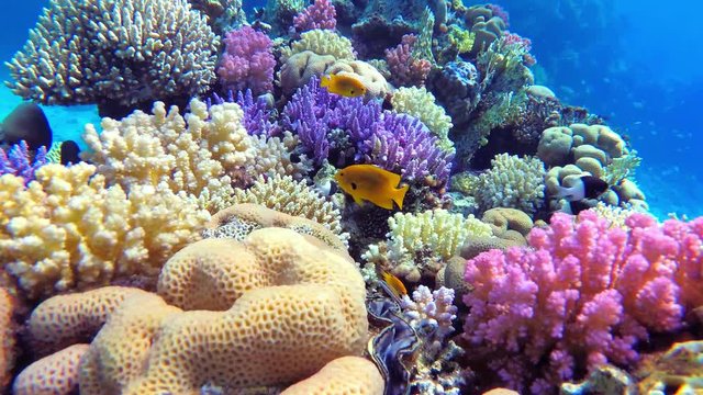 Colorful coral reef with fishes, ecosystem full of life, UHD