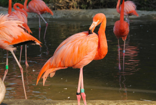 orange flamingo in contrast with dark background