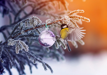 new year card with a beautiful bird tit on the Christmas tree with a brilliant ball in the winter...