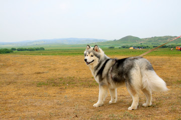 Husky pet dog