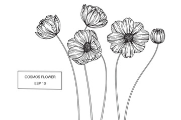 Cosmos flower drawing illustration.