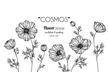 Cosmos flower drawing illustration.