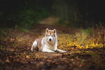 Naklejka na ściany i meble Portrait of gorgeous siberian Husky dog lying in the dark fall mysterious forest at sunset