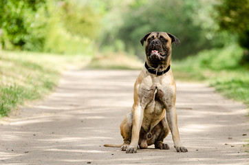 Strong young Bull mastiff dog sitting in the middle of a dirt road - obrazy, fototapety, plakaty