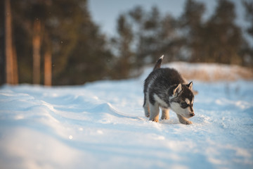 Siberian husky puppy playing on the snow in winter - 232313489