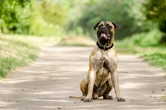 Strong young Bull mastiff dog sitting in the middle of a dirt road