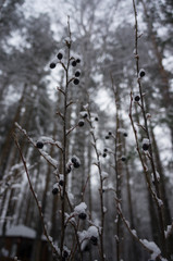 Branch with berries in snow