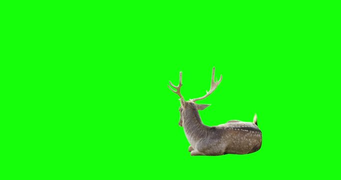 4K male deer gazelle on green screen sitting and looking around, stands and walks away. 