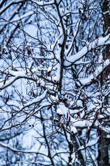 Trees covered with Snow