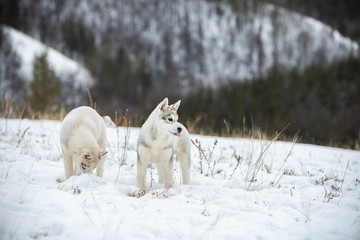 Two Siberian husky puppies sitting on the snow in winter