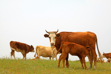 Obraz premium herds cattle in the grassland, China