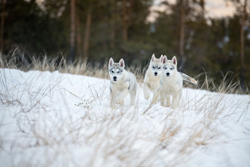 Three Siberian husky puppies playing on the snow in winter