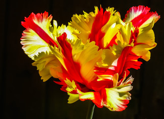 Obrazy na Szkle  Płonąca Papuga Tulipan (Tulipa & 39 Płonąca Papuga& 39 )