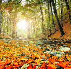 autumn stream in the forest, gold autumn European landscape