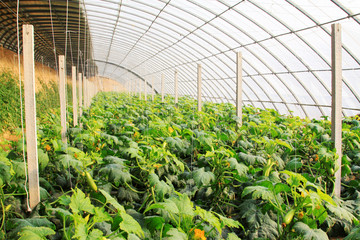 zucchini greenhouse planting