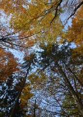 Herbstlich bunte Baumkronen