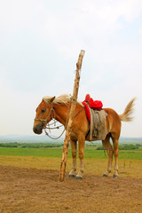 horse was tied to a wooden stake