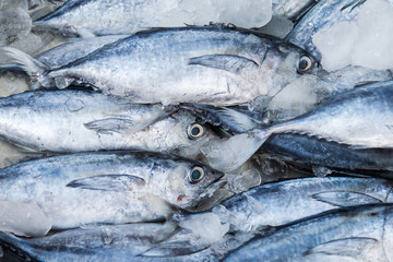 Fresh mackerel fish at the seafood market