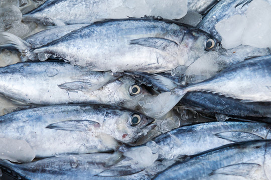 Fresh mackerel fish at the seafood market © zhokaen