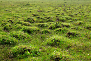 Grassland natural scenery